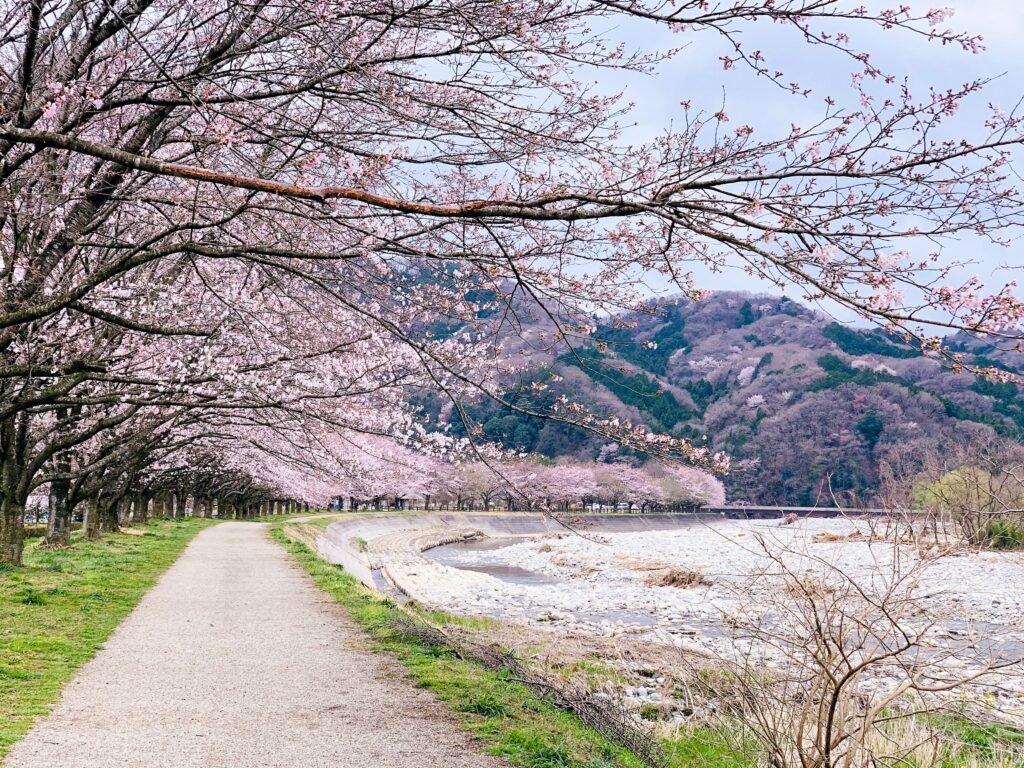 Cherry blossoms
